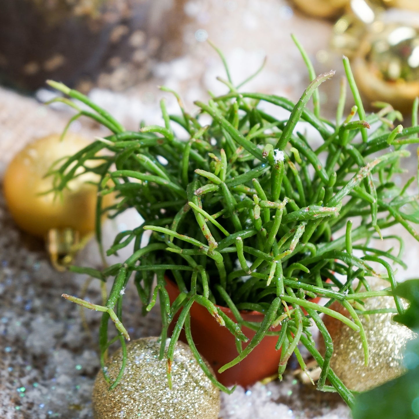 Plantvent Calendar