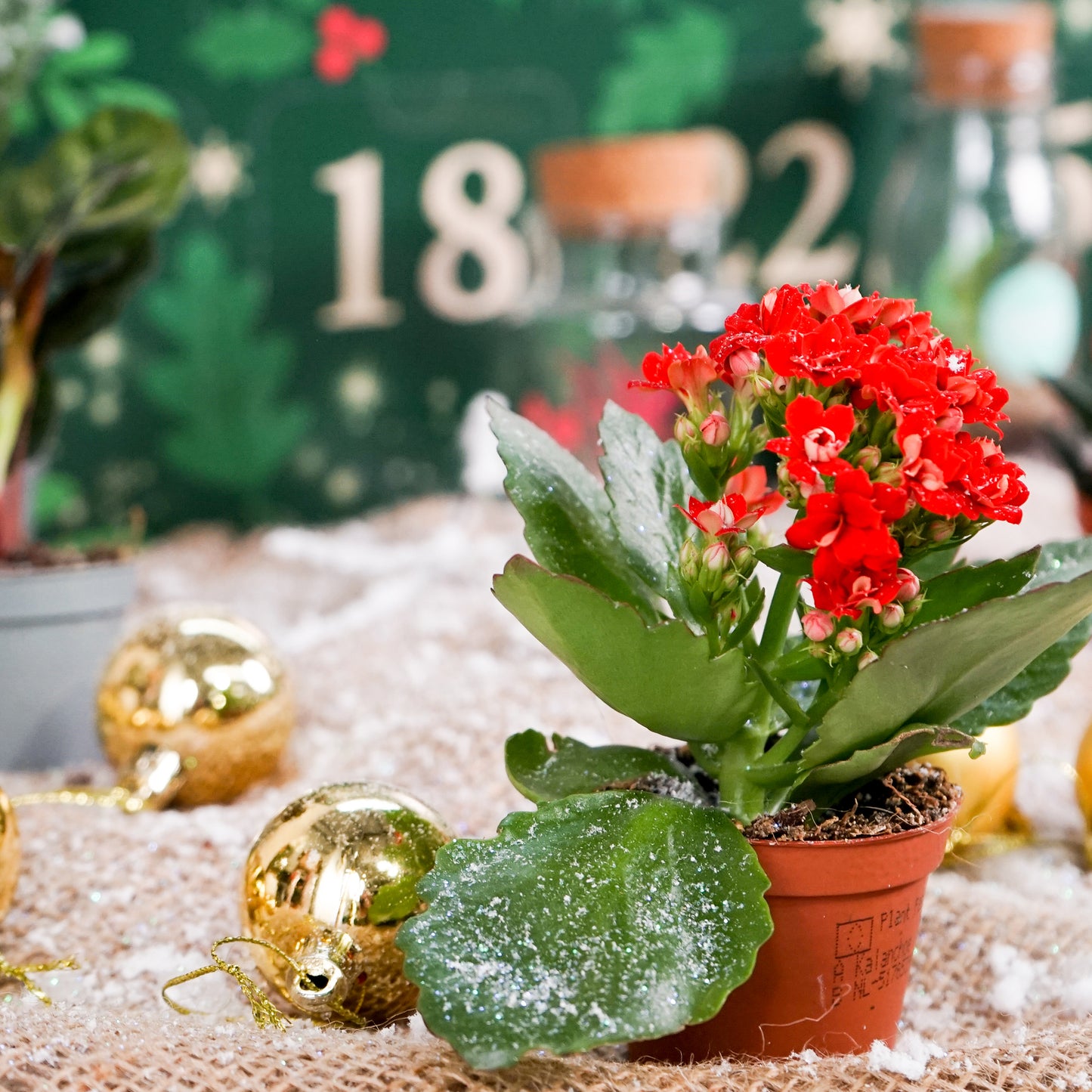 Plantvent Calendar