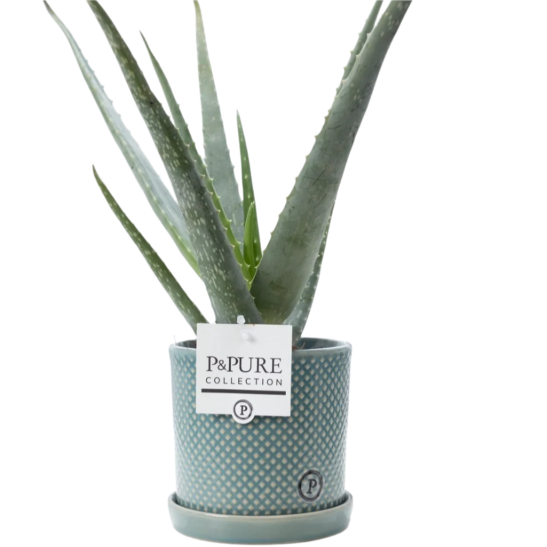 Mixed Pure Pot Collection