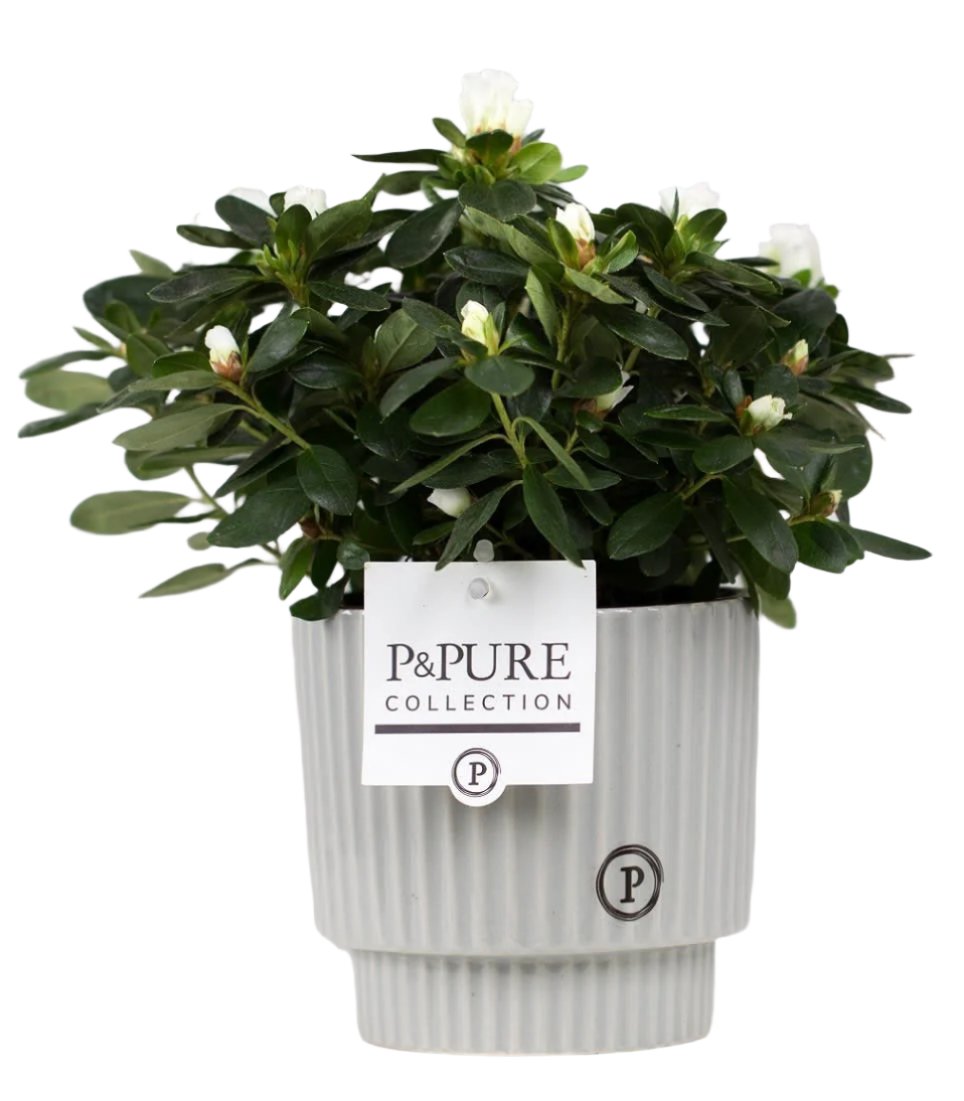 Mixed Pure Pot Collection