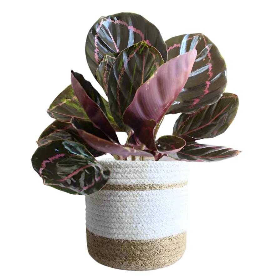 Calathea - 'Dottie'