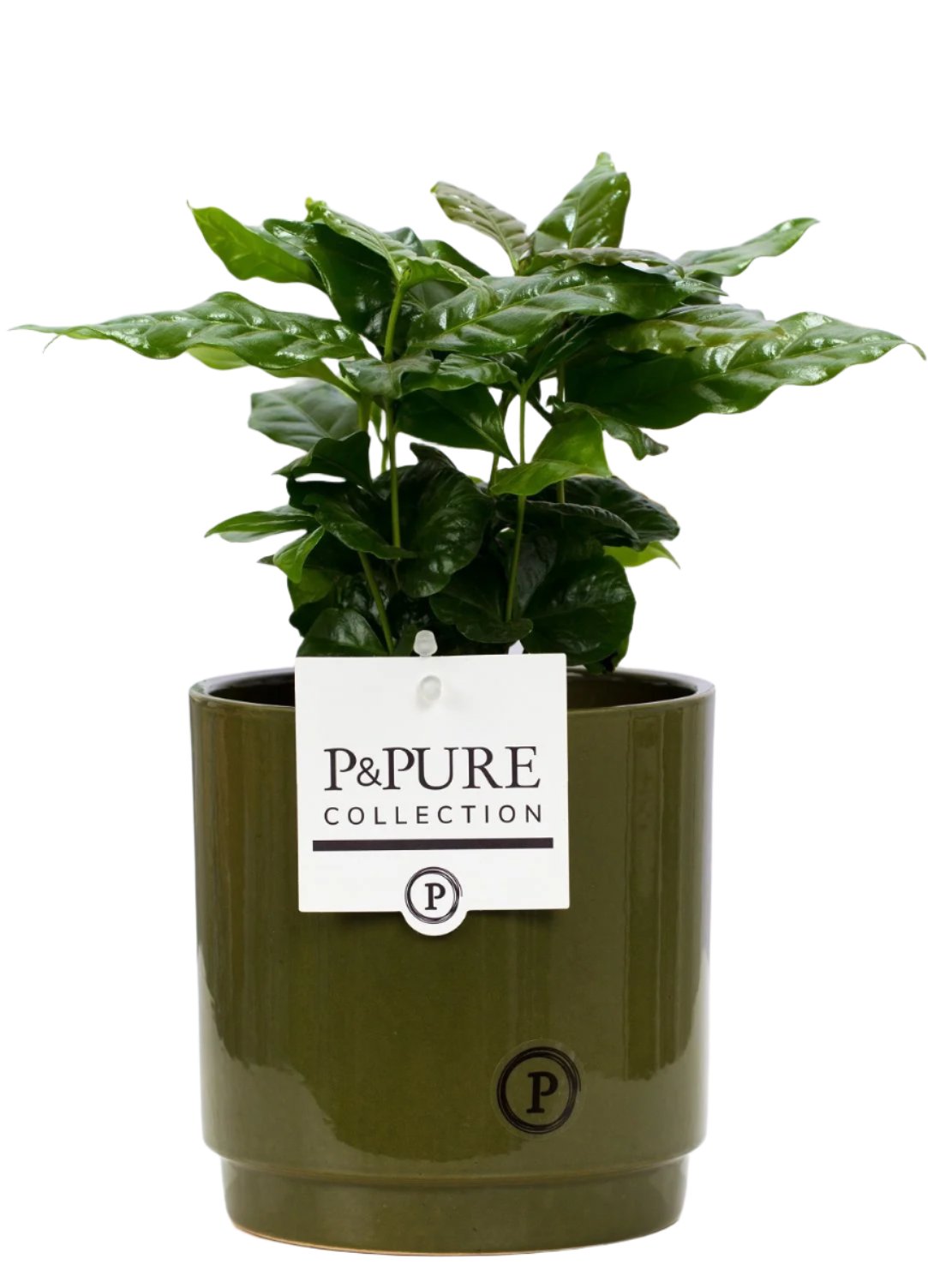 Coffee - Pure Pot