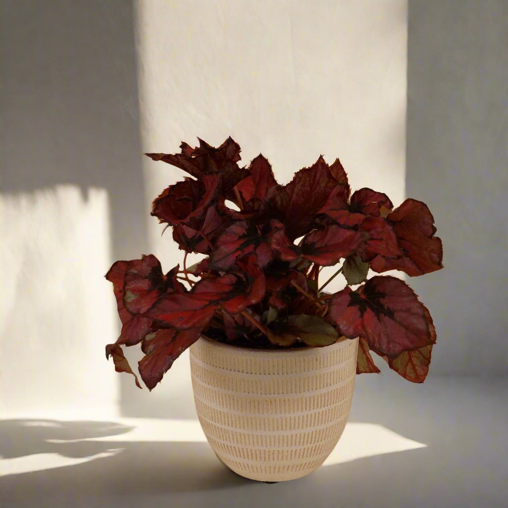 Rex Begonia