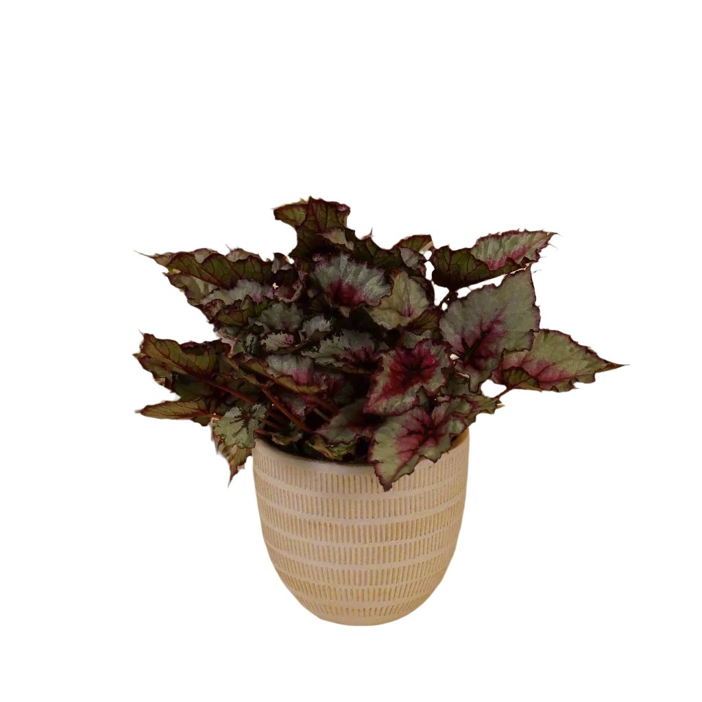 Rex Begonia