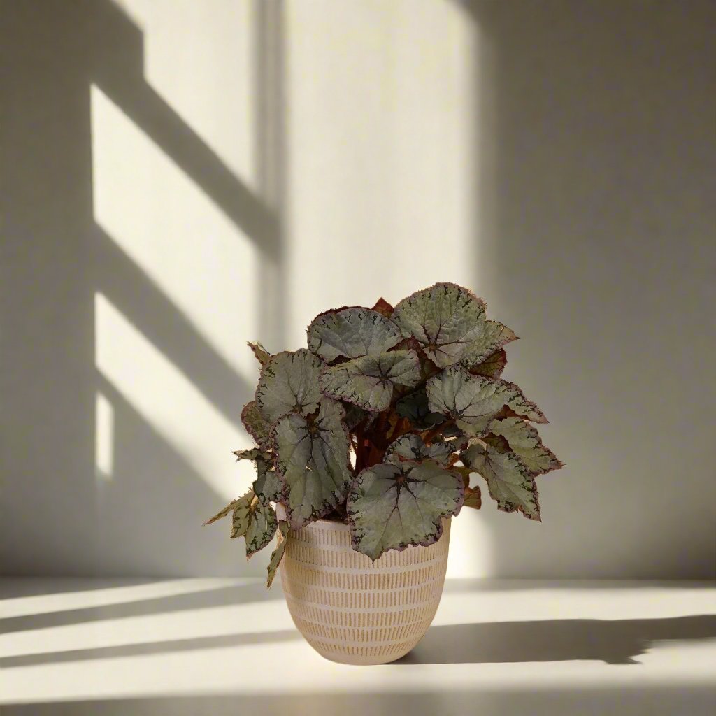 Rex Begonia