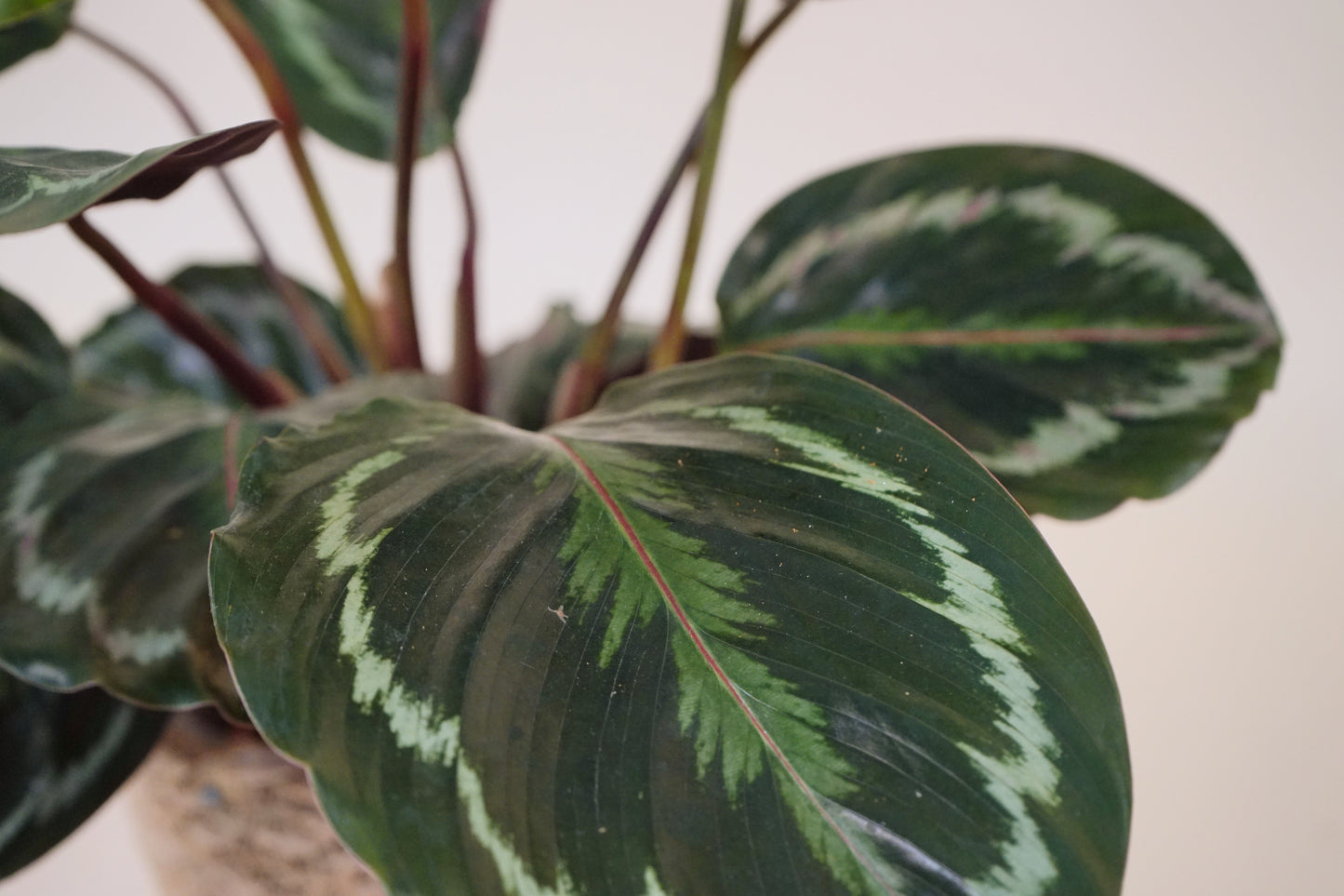 Calathea - 'Apple Bee'