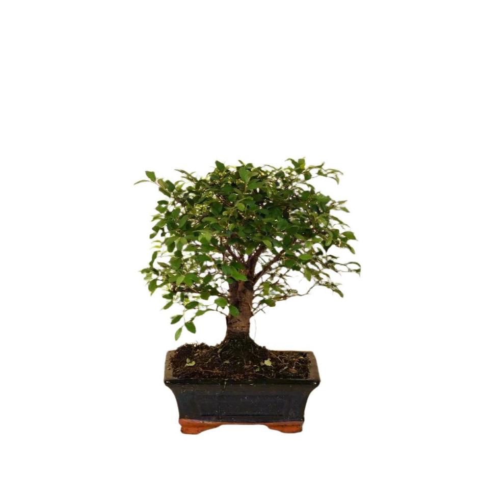 Bonsai