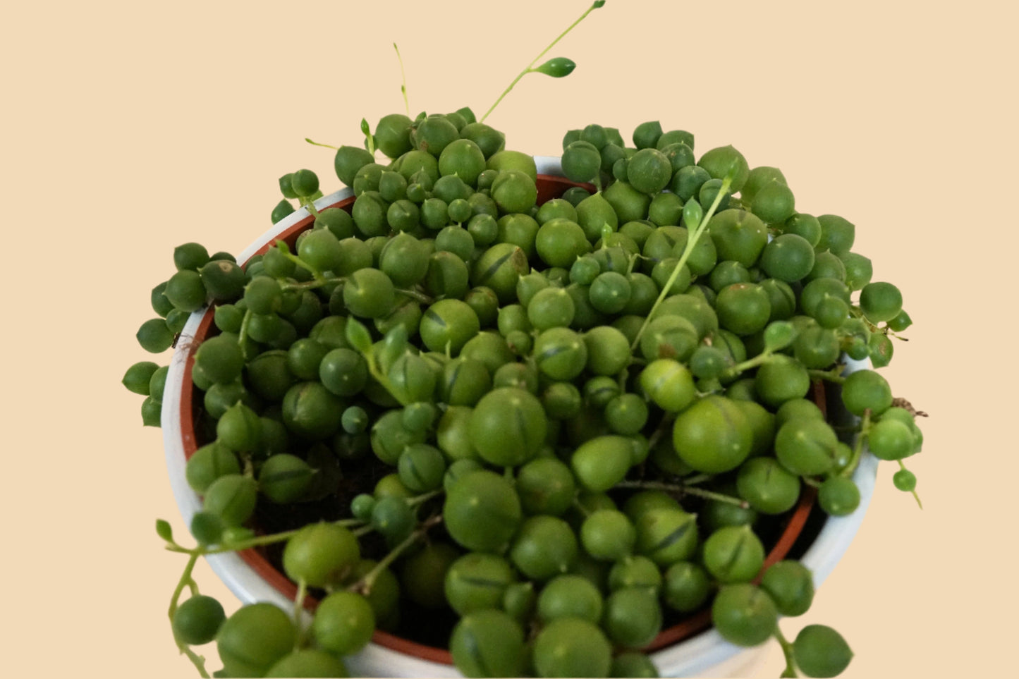 String Of Pearls
