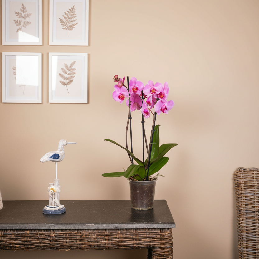 Phalaenopsis 3 stem Orchid Plant Pink