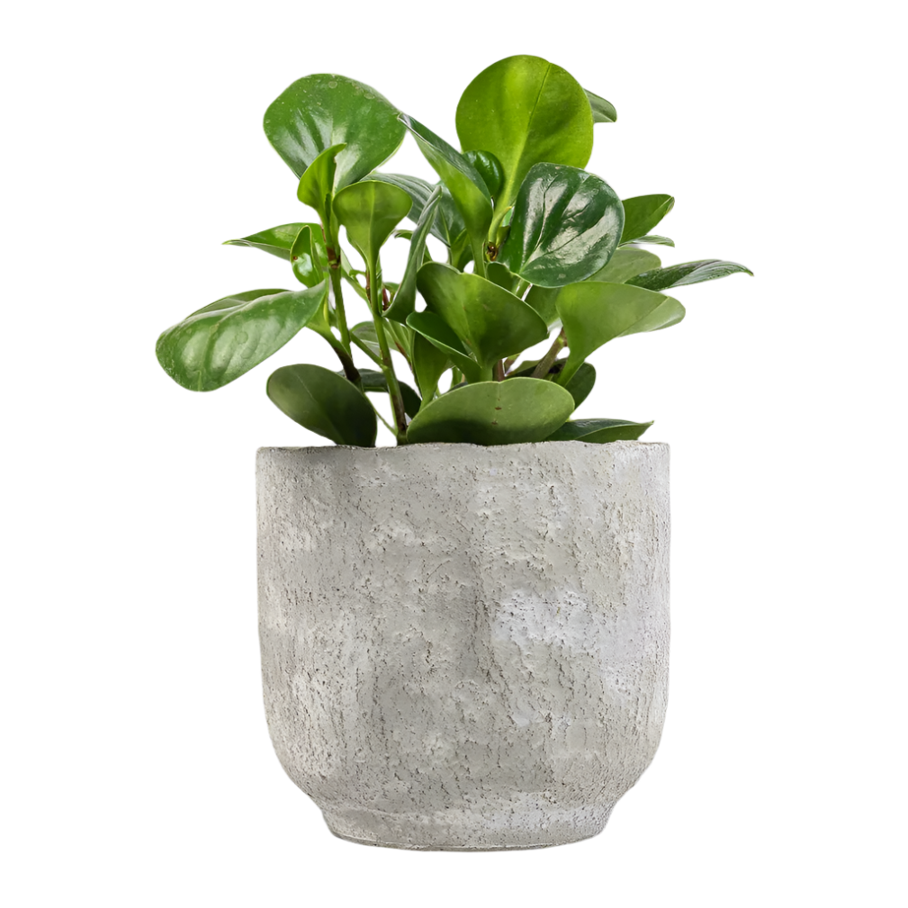 Money Plant - Peperomia Obtusifolia