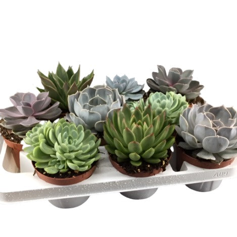 Succulent Selection