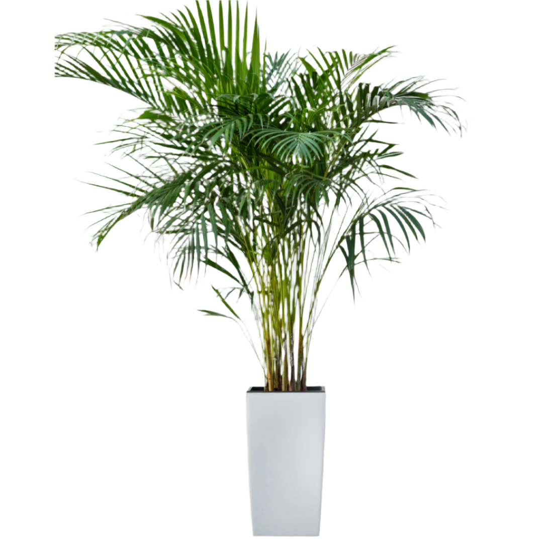 Areca Palm