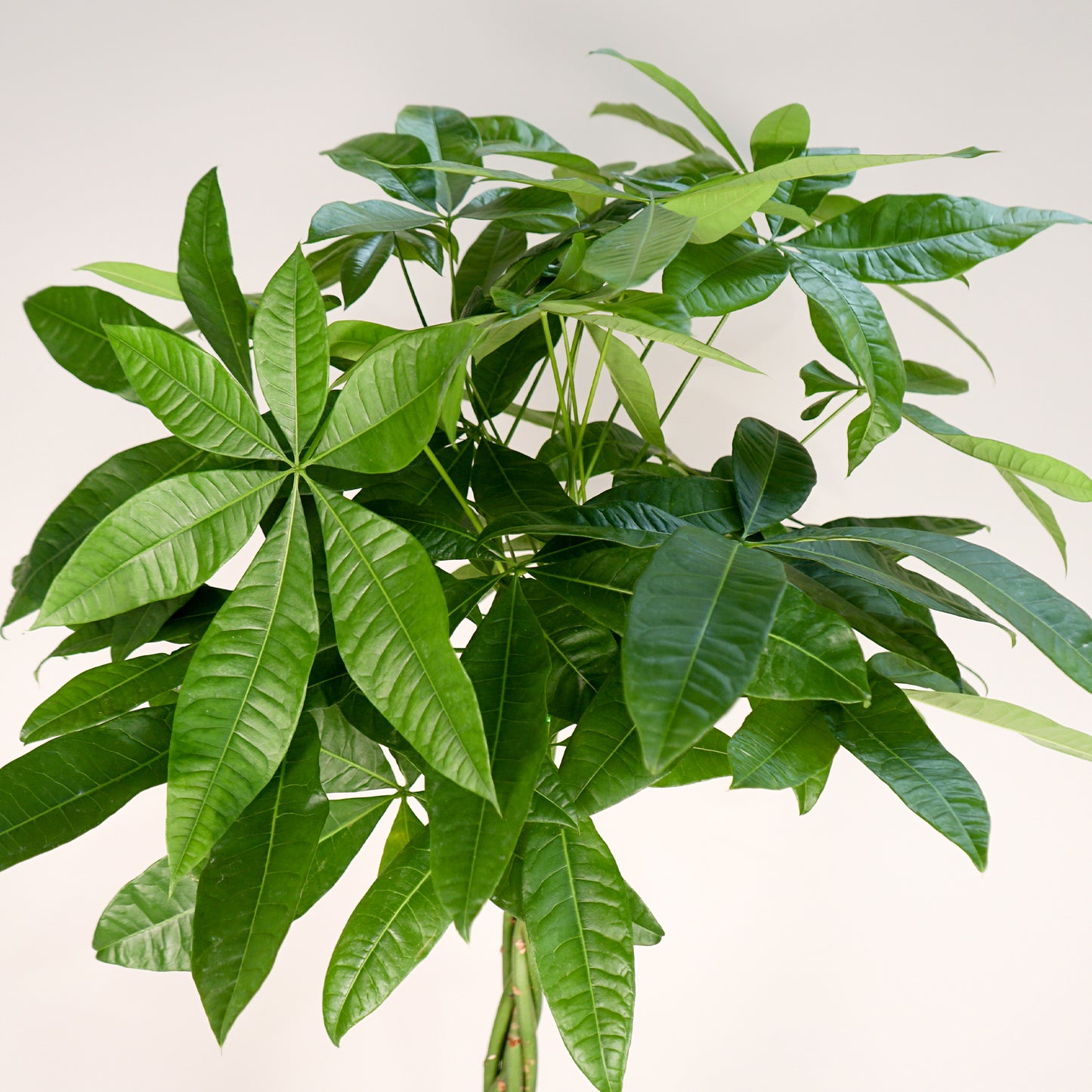 Pachira Aquatica