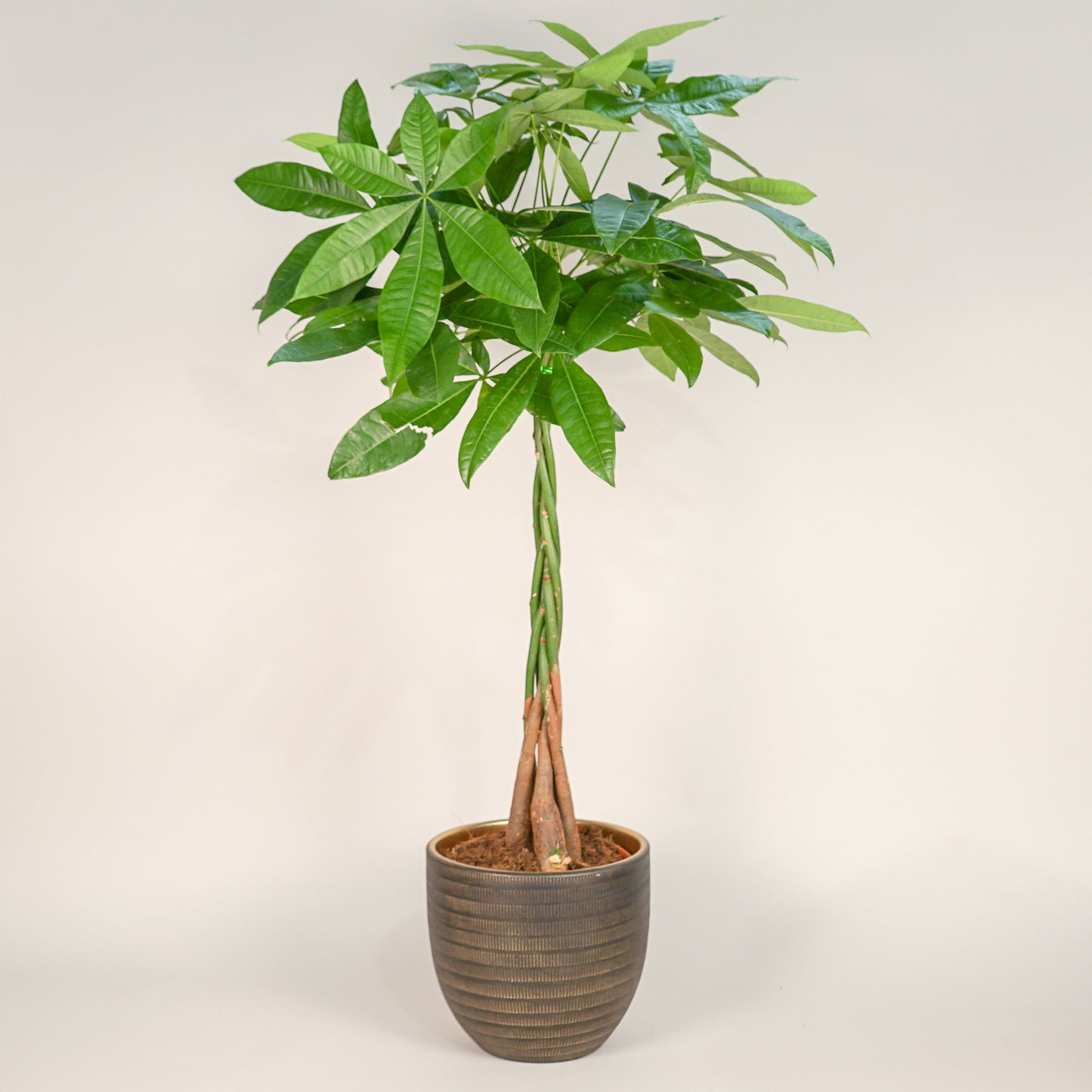 Pachira Aquatica