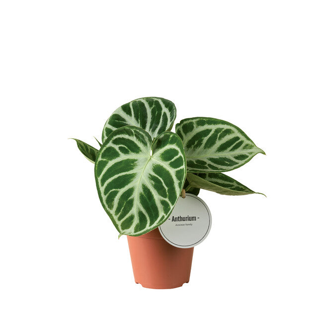 Anthurium - 'Silver Blush'