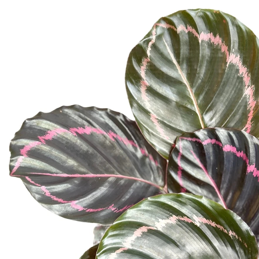 Calathea - 'Dottie'