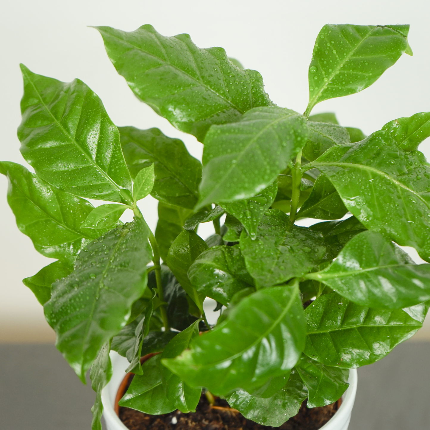 Coffee Arabica