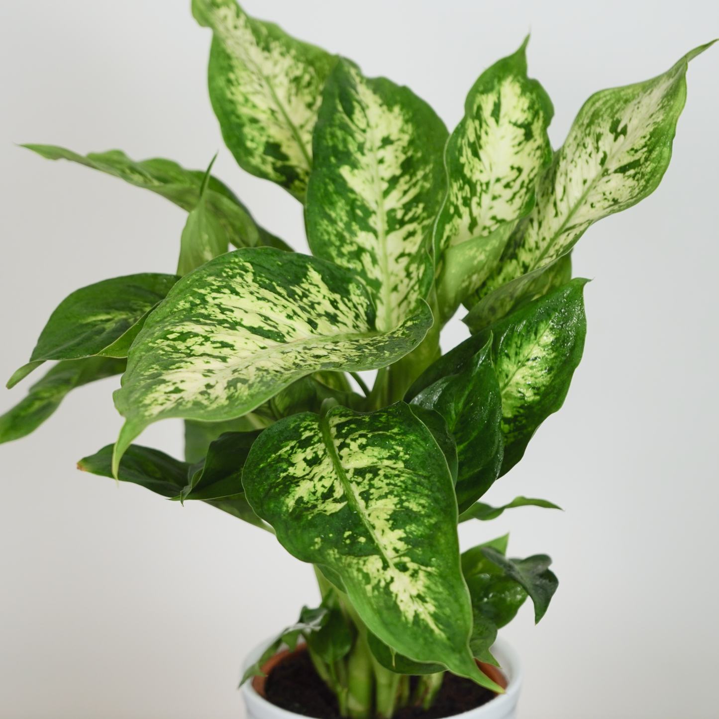 Dieffenbachia Plant