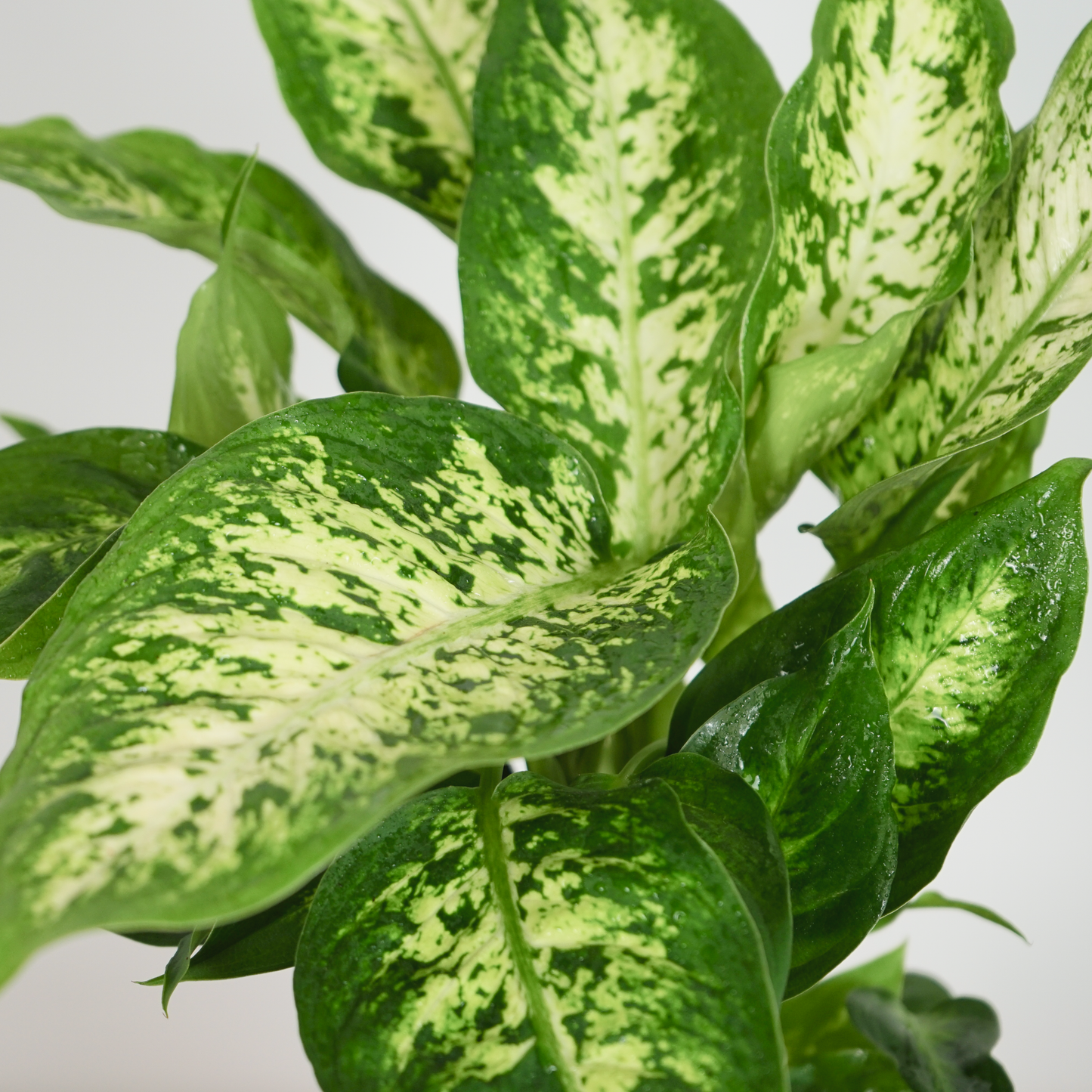 Dieffenbachia Plant
