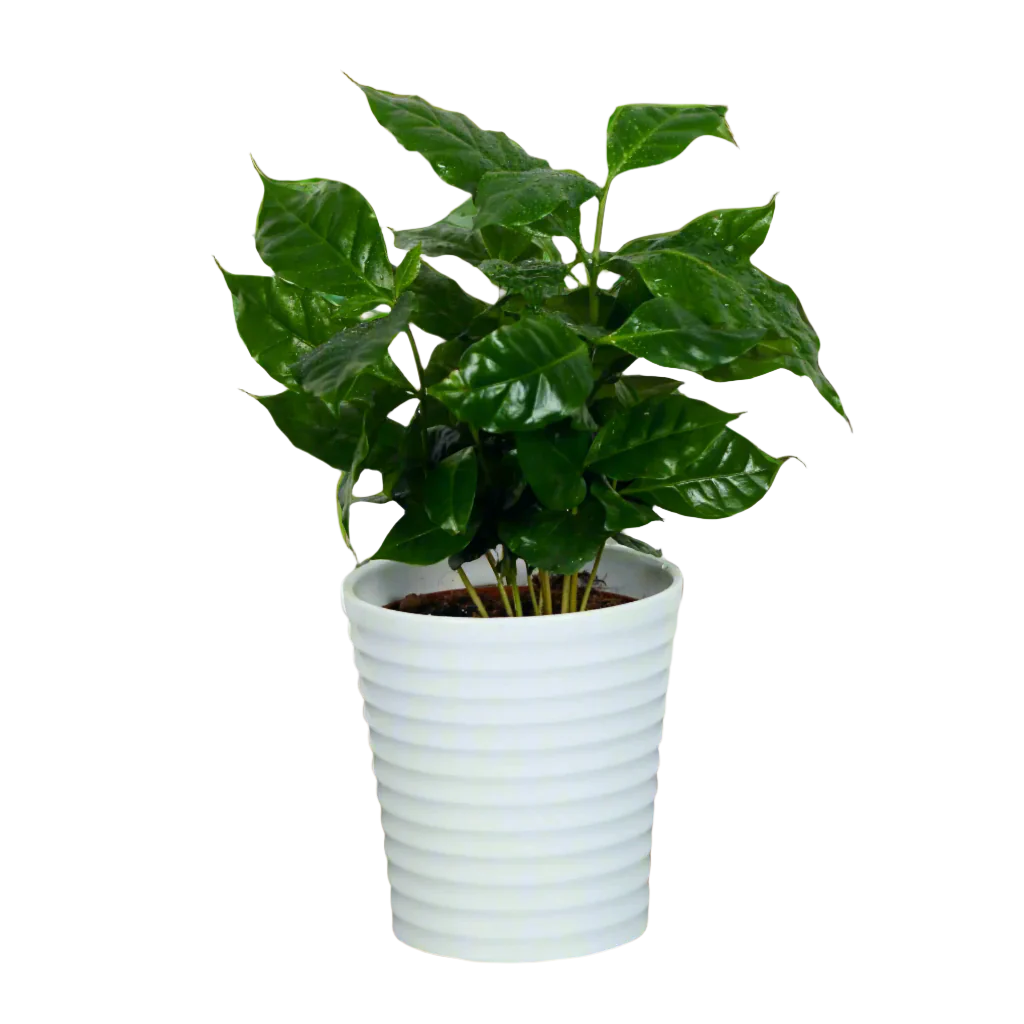Coffee Arabica
