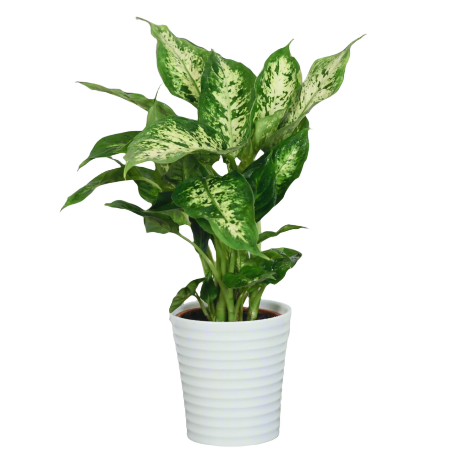 Dieffenbachia Plant