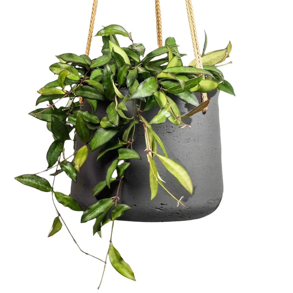 Hoya
