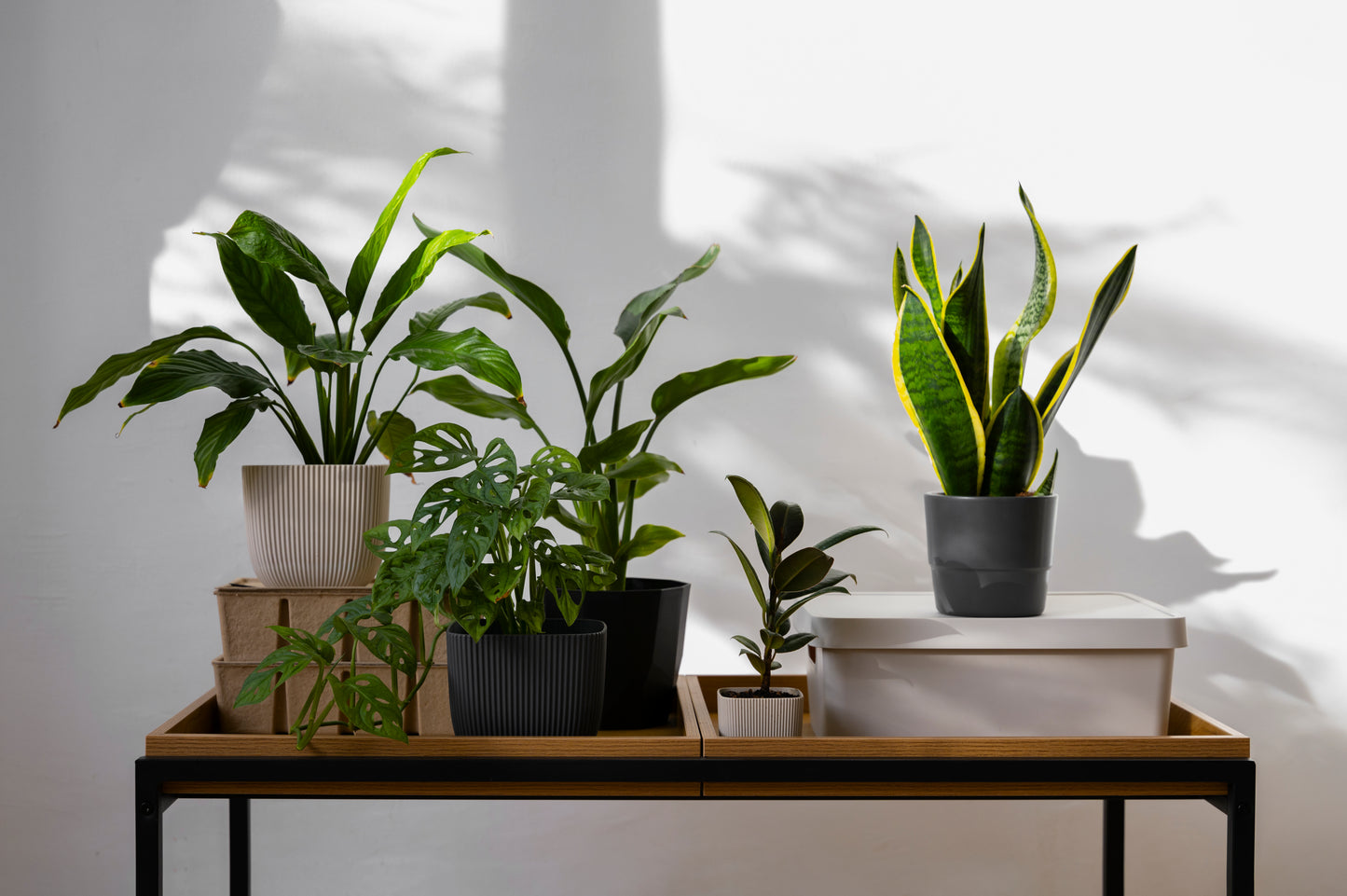 Houseplant Subscription