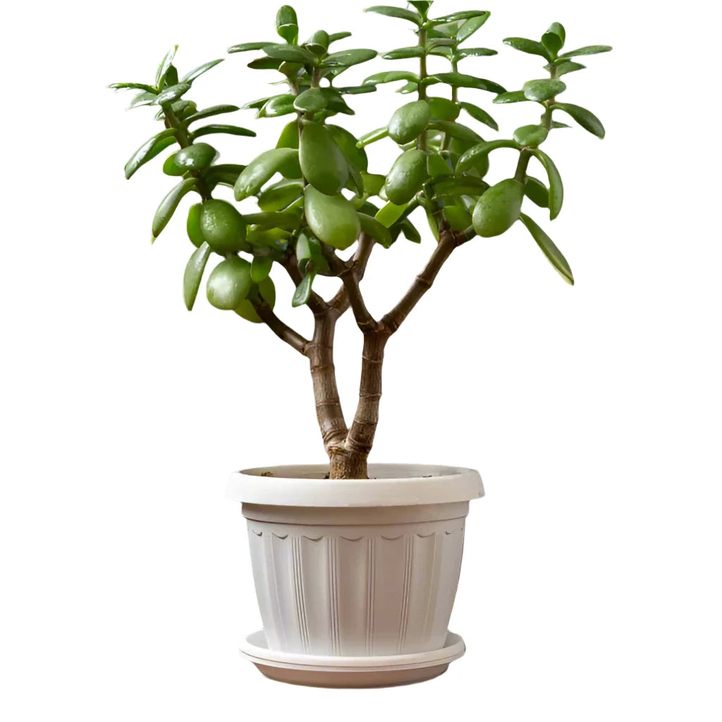 Jade