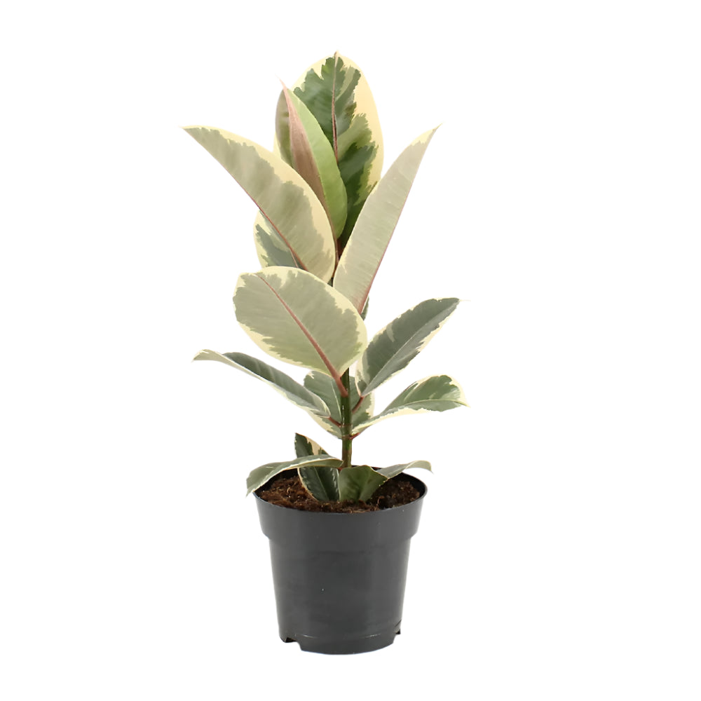 Ficus El Tineke