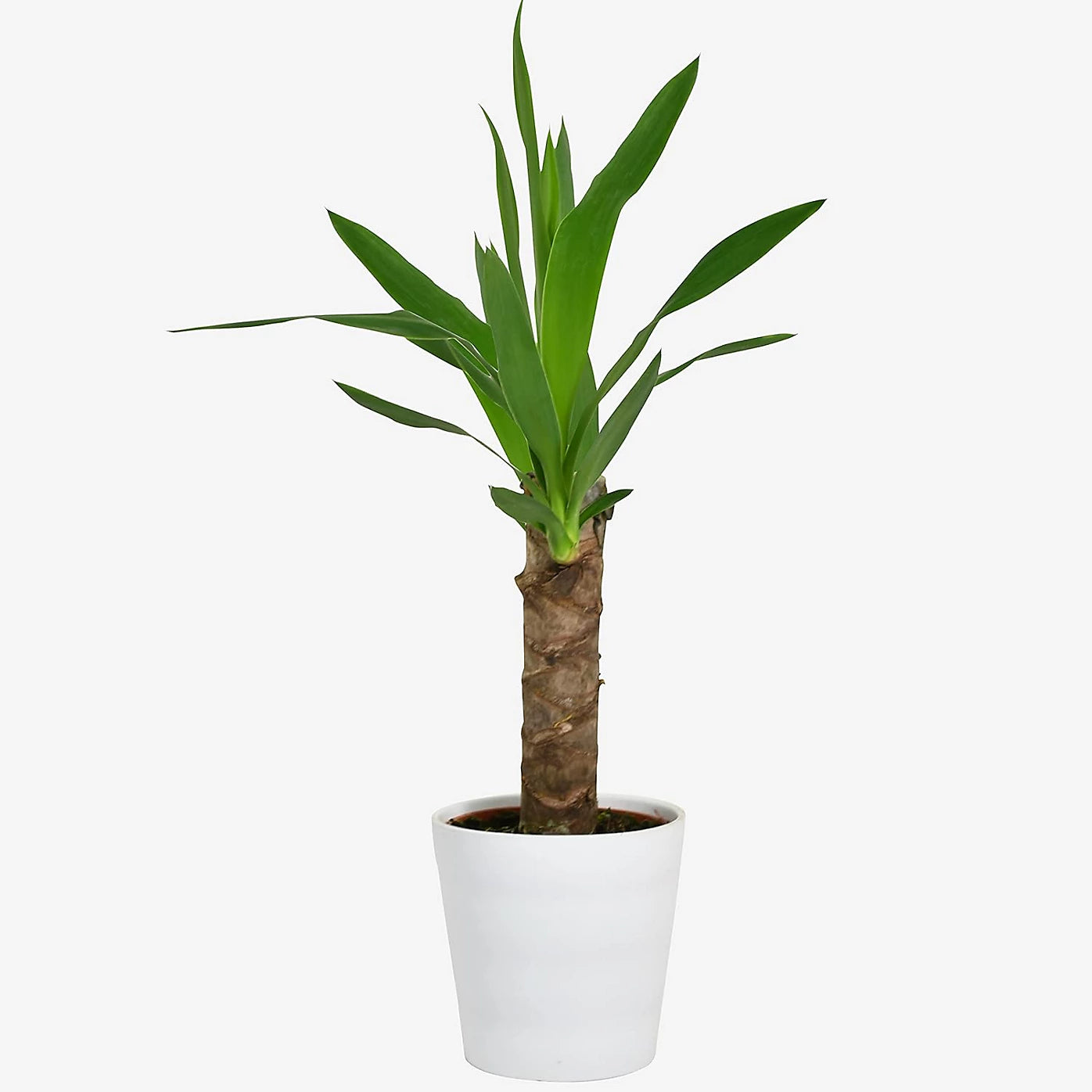 Yucca Single Stem