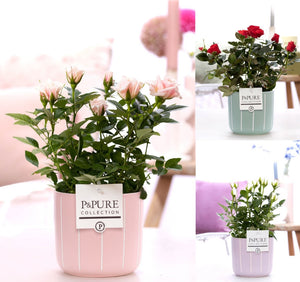 Mixed Rose Plant in Ceramic Pot – 12cm Pot