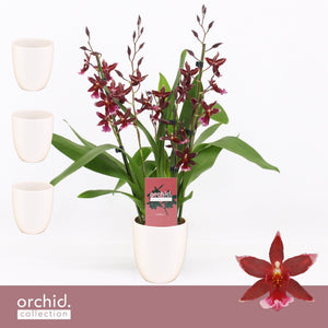Red Burrageara Orchid – 12cm Ceramic Pot, 50cm