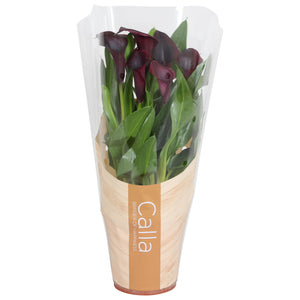 Black Calla Lily (Zantedeschia) – 13cm Pot
