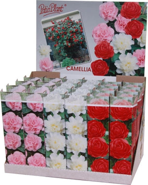 Camellia Japonica Mixed – 9cm Pot, Approx. 30cm Height
