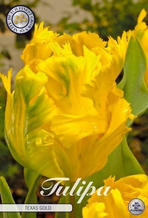 Tulip ‘Parrot Texas Gold’ Bulbs – 12/+