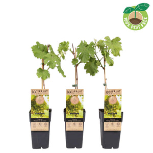 Vroege Van Der Laan Grape Vine (Vitis vinifera) – 15cm Pot