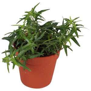 Arrowhead Ivy (Hedera helix 'Sagittifolia') – 9cm Pot