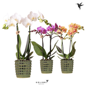 Mixed Phalaenopsis Orchid – 2 Stem, 9cm Ceramic Pot