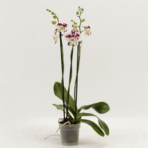 Marrakesh Phalaenopsis Orchid – 12cm Pot, 55cm