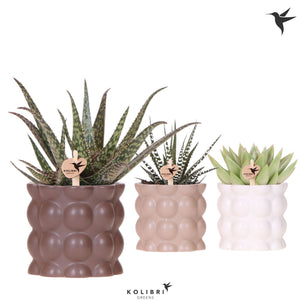 Mixed Succulent Collection in Retro Ceramic Pots – 9cm