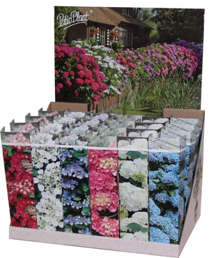 Hydrangea macrophylla – 9cm Pot, 25cm High