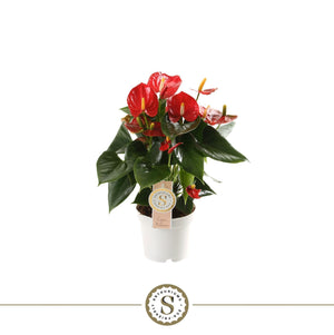 Red Anthurium (Anthurium) – 12cm Pot, 40cm High