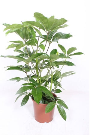 Umbrella Tree (Schefflera) – 24cm Pot, Approx. 110cm High