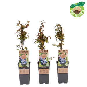 Jersey Blueberry Plant (Vaccinium) – 15cm Pot