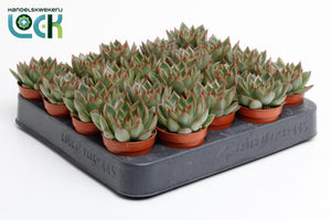 Echeveria agavoides Succulent – 5.5cm Pot
