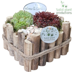 Sempervivum Arrangement – 18cm Wooden Pot