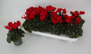 Red Small-Flowered Cyclamen (Cyclamen persicum) – 9cm Pot