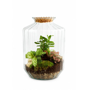 Streptocarpus Terrarium Arrangement – 25cm Recycled Glass