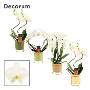 White Phalaenopsis Orchid – 2 Stem, 12cm Ceramic Pot
