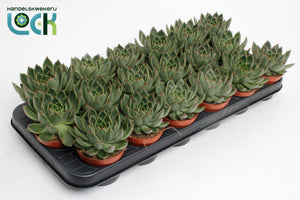 Echeveria Agavoides Succulent – 8.5cm Pot